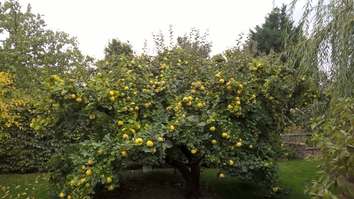Okt. 2018 Apfelquitten (lat. Cydonia oblonga), erntereif
