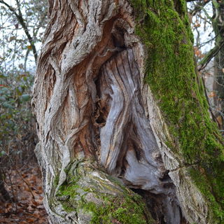Moos and Wood
