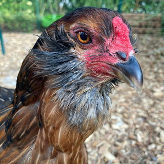 Nach dem Genuss einer M...