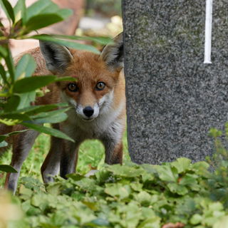 Vier Pfoten, puschelige...