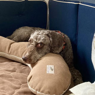 Frisch geschoren - Schn...