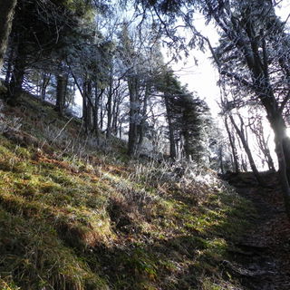 Märchenwald aus Eiskri...