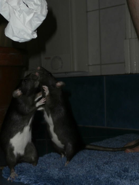 Mykene (li) und Ariadne (re) haben Spaß. :-)