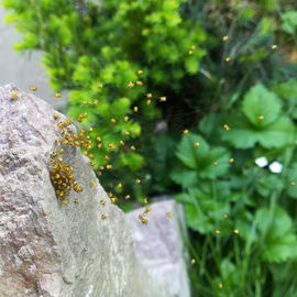 Spinnen-Nachwuchs :)