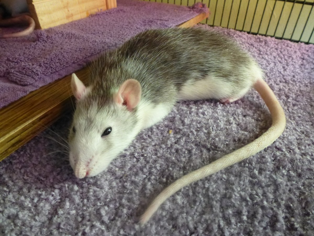 Coco