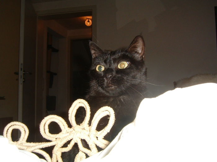 Die Fledermaus hat gut gefuttert