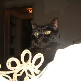 Die Fledermaus hat gut ...