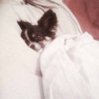 Wie ein kleiner Mensch ...