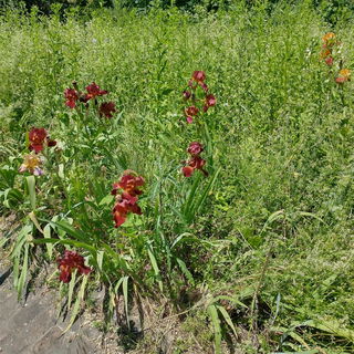 Wilde Lilien