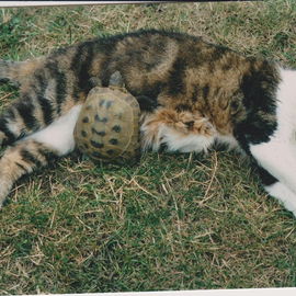 Mini 1990-2004 Liebling...