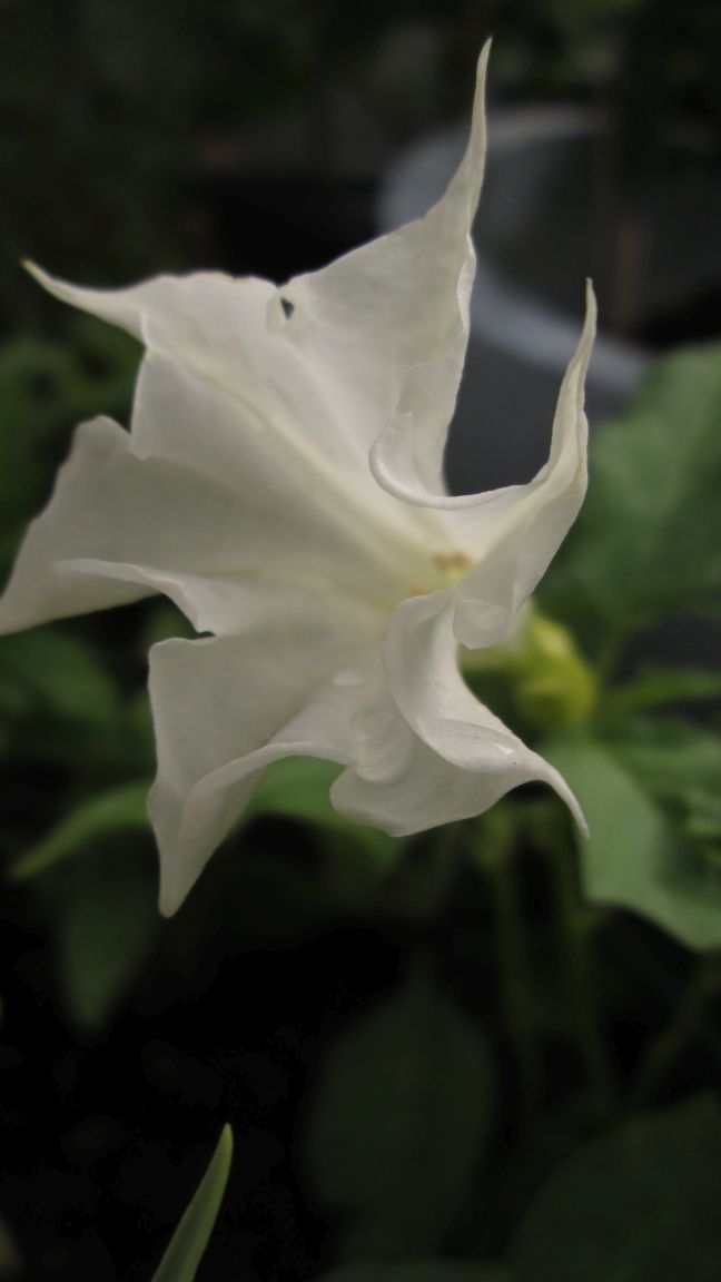 Datura, Juli 2015