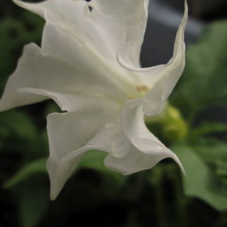 Datura, Juli 2015