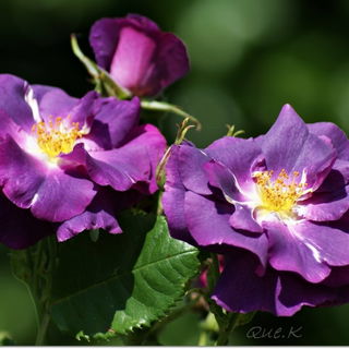 Meine Lieblingsrose