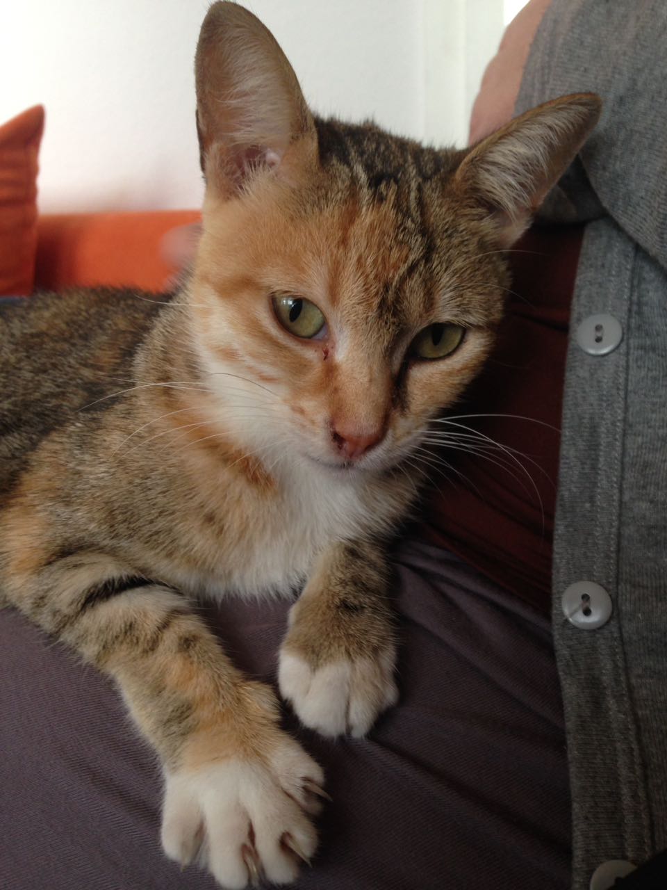 Unsere  1. Pflegekatze Sansa  aus Spanien  - vermittelt