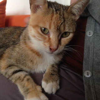 Unsere  1. Pflegekatze ...