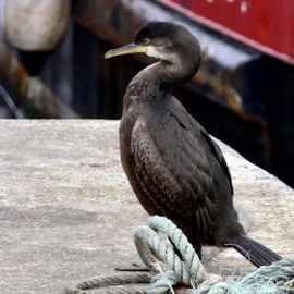 Kormoran am Kai von Cas...