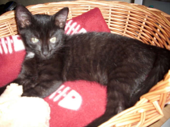 Kleine Fledermaus ;o)