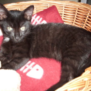 Kleine Fledermaus ;o)...