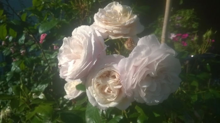 Herkules - steckt auch diesen "Sommer" weg. Rosenduft mit Birnennote