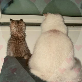 ? Kleini und Fettes