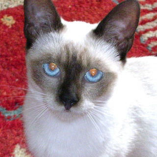 Meine zärtliche, wilde...