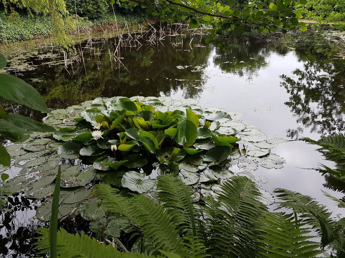 Die Seerose in unserem Gartenteich wird von Jahr zu Jahr größer. Dieses Jahr 02. Juni 2024 ist sie besonders schön gewachsen😘.