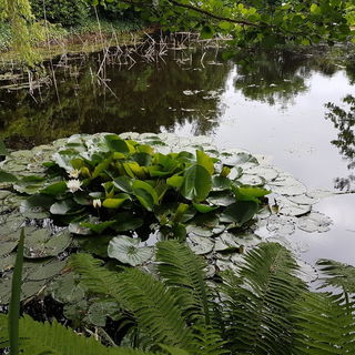 Die Seerose in unserem ...