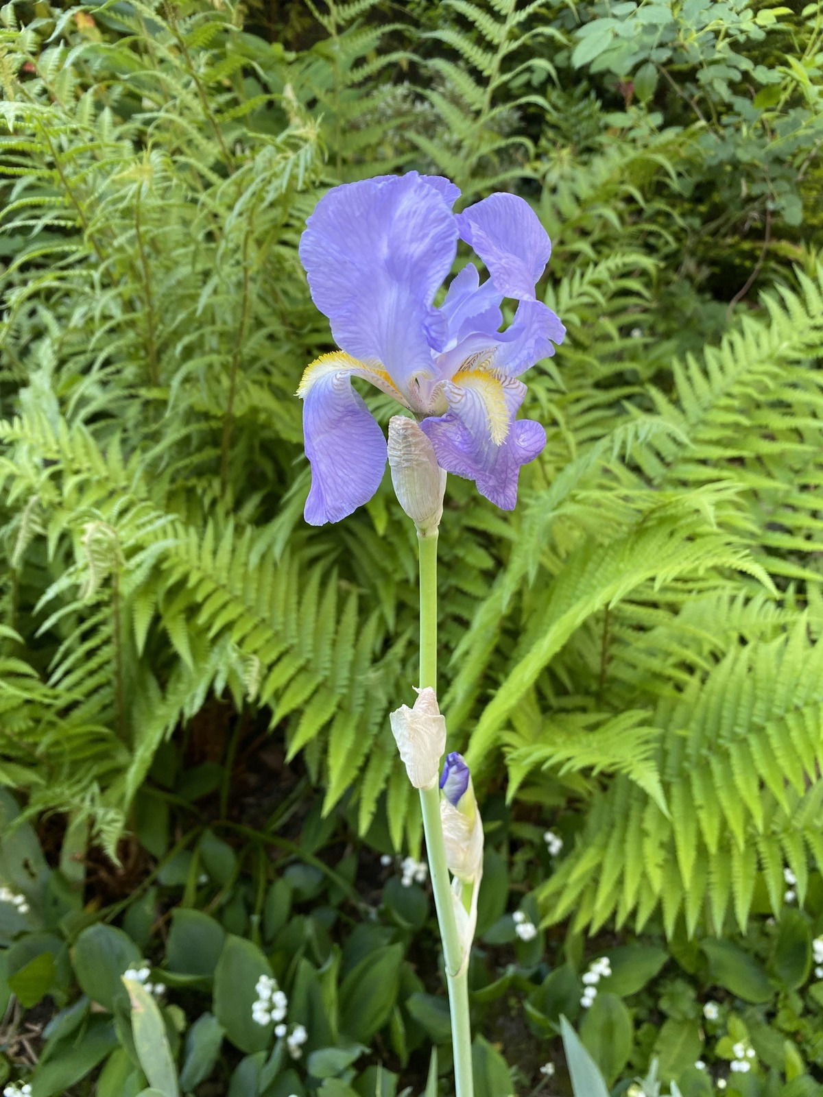 Impressionen für X for Men von Clive Christian