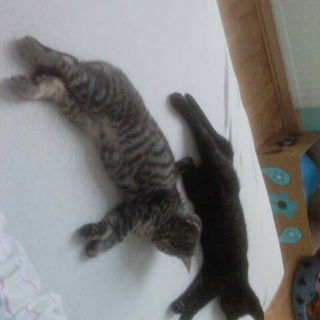 Meine zwei Terrorkrüme...