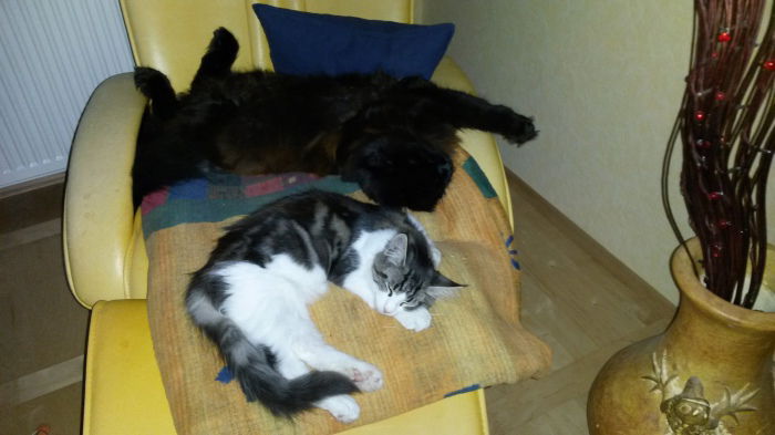 Best Buddies