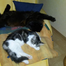 Best Buddies