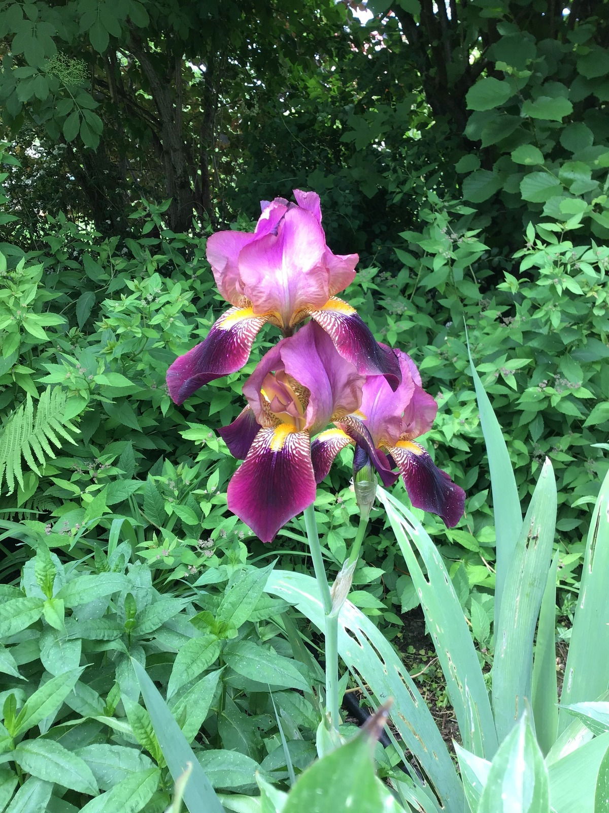 Hello Beauty! (Juni 2021)