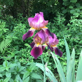 Hello Beauty! (Juni 202...
