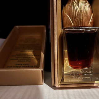 Aquliaria Blossom - Are...