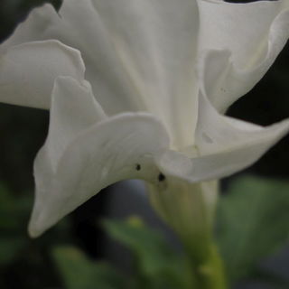 Datura, Juli 2015