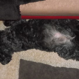 so fühlt Hund sich woh...