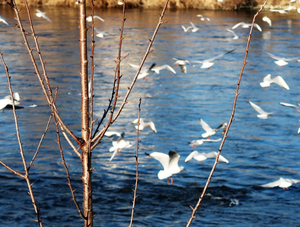 Der Fluss an dem ich aufgewachsen bin, ich liebe ihn.