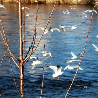 Der Fluss an dem ich au...