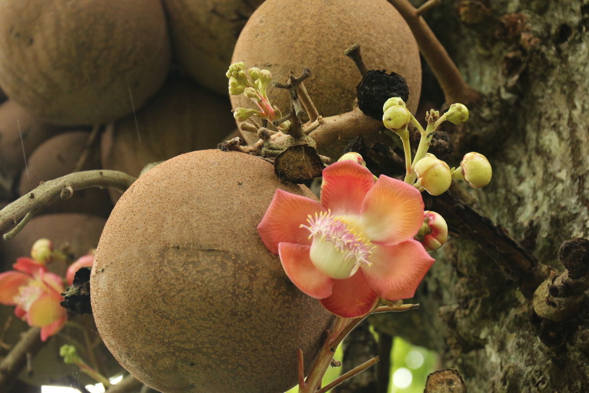 Salbaum / Shorea Robusta / Choya Ral