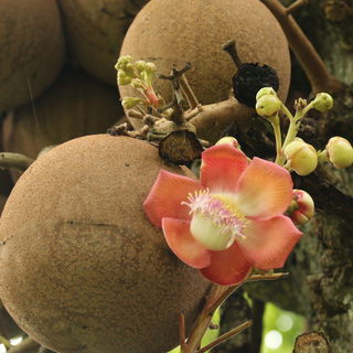Salbaum / Shorea Robust...