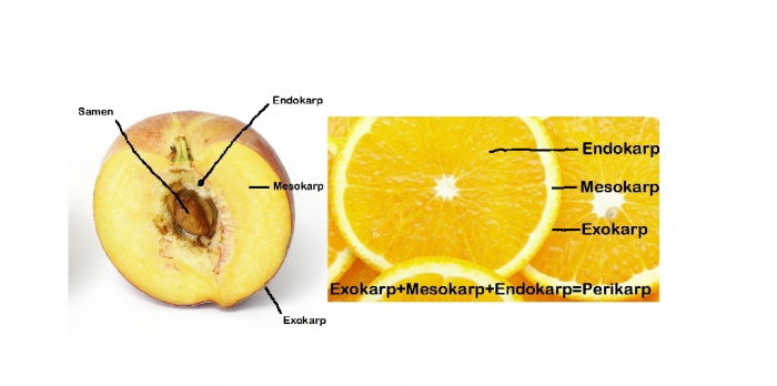 ein kleiner Ausflug in die faszinierende Welt der Karpologie...