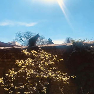 Oli schaut zu Nachbarn...