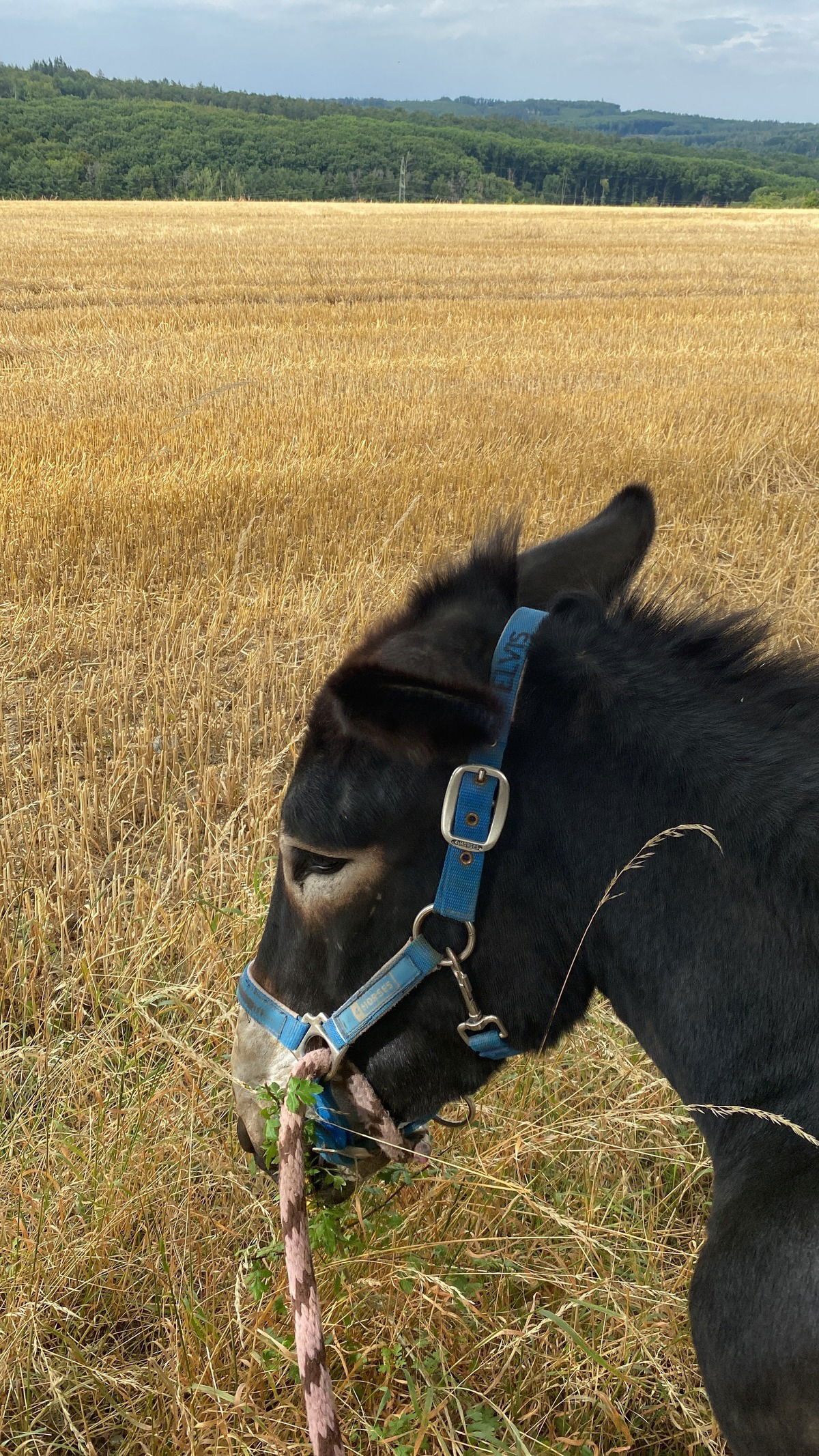 Elvis, der Esel