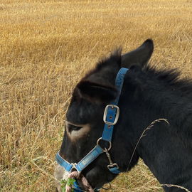 Elvis, der Esel