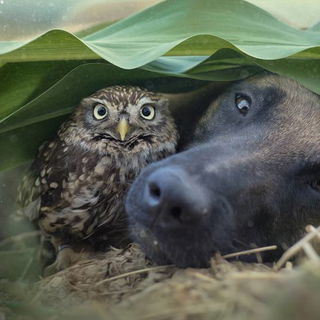 Mist! Doch erwischt...!...