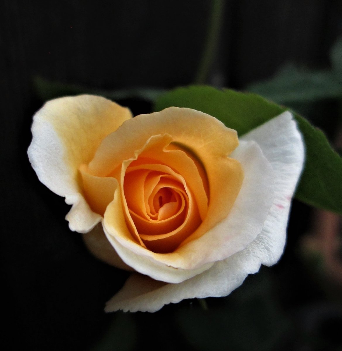 Erste Rose traut sich und duftet nach Tee