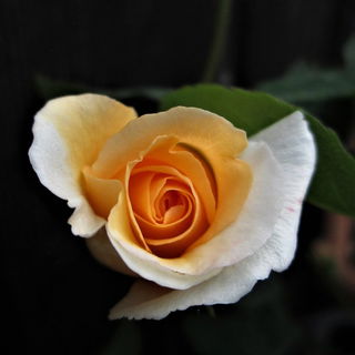 Erste Rose traut sich u...