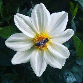Hobby: Blumenfotos