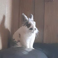 Bunz, hanging out at ho...