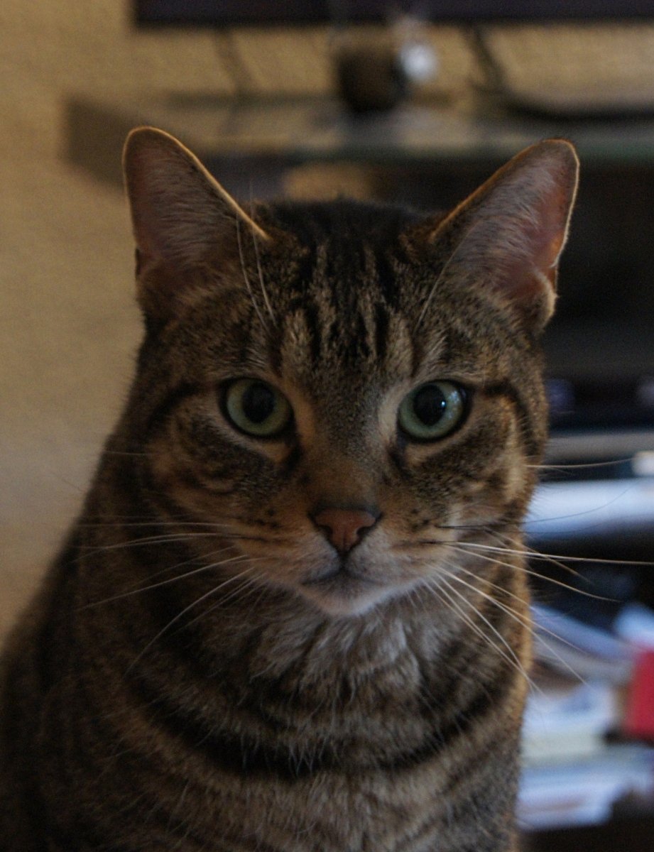 Green eyed soul - mein Seelenkater Mo.